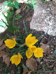 Sternbergia lutea