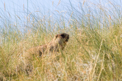Marmota bobak