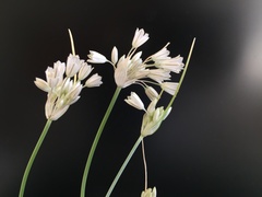 Allium diomedeum