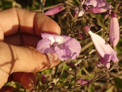 Fridericia
