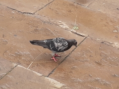Columba livia domestica