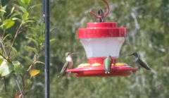 Archilochus colubris