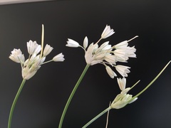 Allium diomedeum