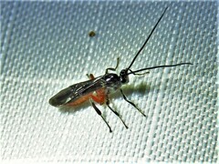 Braconidae