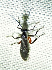 Braconidae