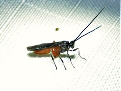 Braconidae