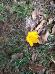 Sternbergia lutea