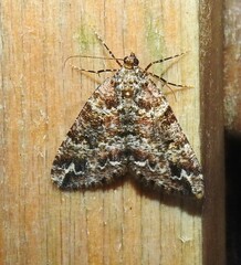 Pseudocoremia productata