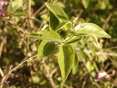 Fridericia