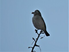 Crithagra albogularis