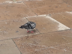 Columba livia domestica
