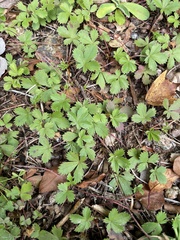Potentilla canadensis