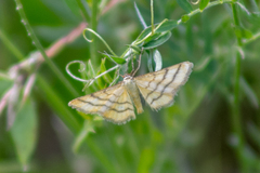 Idaea aureolaria