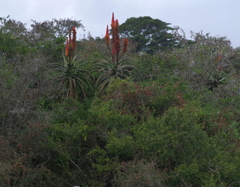Aloe africana