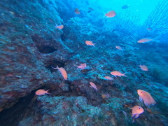 Anthias anthias