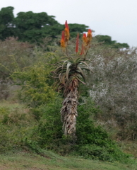 Aloe africana