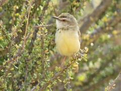 Prinia flavicans