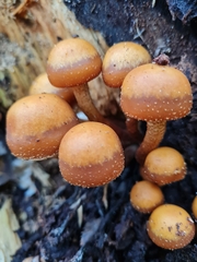 Kuehneromyces leucolepidotus