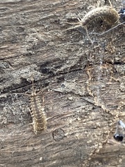 Lepismatidae
