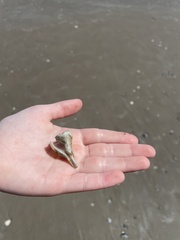 Sinistrofulgur pulleyi