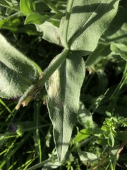 Anchusa officinalis