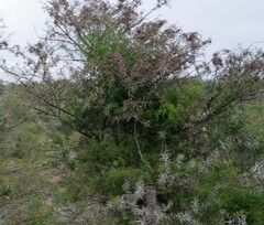 Vachellia karroo