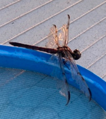 Libellula axilena