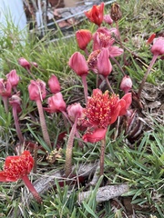 Haemanthus coccineus