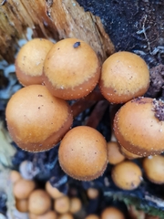 Kuehneromyces leucolepidotus