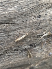 Lepismatidae