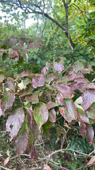 Cornus florida