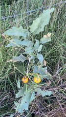 Solanum carolinense