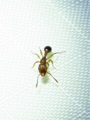 Tetramorium bicarinatum