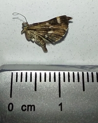 Hymenia perspectalis