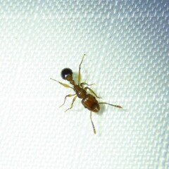 Tetramorium bicarinatum
