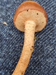 Kuehneromyces leucolepidotus