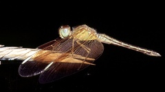 Neurothemis stigmatizans