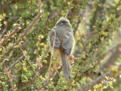 Prinia flavicans