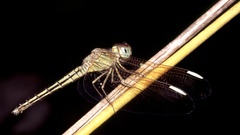 Neurothemis stigmatizans