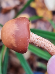 Kuehneromyces leucolepidotus