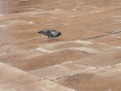Columba livia domestica