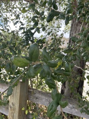 Quercus agrifolia