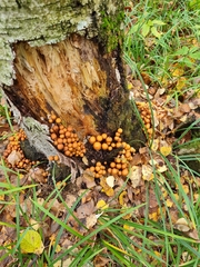 Kuehneromyces leucolepidotus
