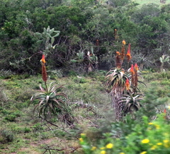 Aloe africana