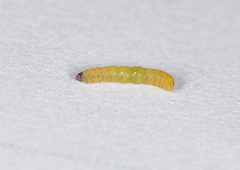 Argyresthia affinis
