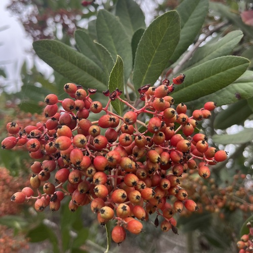 iNaturalist observation photo of Toyon