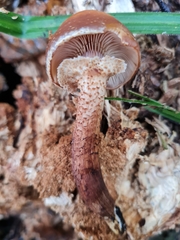 Kuehneromyces leucolepidotus
