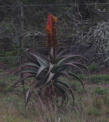 Aloe africana