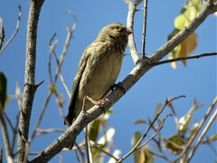 Crithagra atrogularis