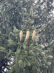 Picea abies